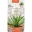Насіння Юкка нитчаста Насіння України кімнатна 0.05 г (748000) - мініатюра 1
