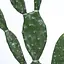 Штучна рослина Engard Cactus 75 cм (TW-41) - мініатюра 6