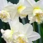 Нарцисс "White Marvel" 2 шт (17164) - миниатюра 1