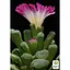 Літопси Agro-Market Живі Камені (Frithia Pulchra) (50778) 1 саджанець в упаковці (кімнатний) Нідерланди - мініатюра 1