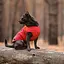 Жилет Pet Fashion E.Vest для собак, розмір SM, червоний - мініатюра 5