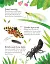Bugs to Spot. Usborne Minis - миниатюра 3