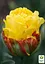 Тюльпан "Ice Cream Banana" (61554) 1 шт - мініатюра 4