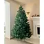 Сосна Hvoya лита 220 см - мініатюра 2