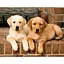 Алмазна вишивка на підрамнику Добряки песики 40*50 см - мініатюра 1