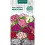 Насіння Флокс зірчастий Насіння України Мерехтіння 0.2 г (803700) - мініатюра 1