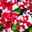 Петуния "Дуо Красно-белая" (контейнер №10 высота 10-15см) (48337) 1 саженец - миниатюра 1