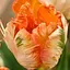 Тюльпан "Apricot Parrot" (186265) 2 шт - миниатюра 1