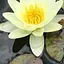 Нимфея Марлиака Хромателла Корневище 1 саженец (40247) - миниатюра 1