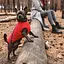 Жилет Pet Fashion E.Vest для собак, розмір M, червоний - мініатюра 4