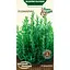 Насіння Розмарин Насіння України 0.05 г (572300) - мініатюра 1