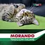Вологий корм для котів Morando Tradizioni беззерновий паштет з куркою, картоплею та горохом 100 г - мініатюра 6