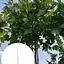 Платан клёнолистный Agro-Market Platanus x hispanica Acerifolia С2 высота 70-90 см 189160 1 саженец в упаковке - миниатюра 1