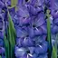 Гладиолус Blue Isle (72379) 3 шт - миниатюра 1