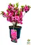Рододендрон азалієвидний (Azalea japonica) "Rokoko" C1 висота 30-50см (60475) 1 саженец - мініатюра 4