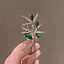 Брошь Ветка бамбука (84946860) - миниатюра 3