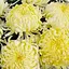Хризантема "Angelys Jaune" (низькоросла крупноквіткова) (48749) 1 шт - мініатюра 1