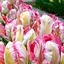Тюльпан "Parrot Pinkvision" (174811) 2 шт - миниатюра 1