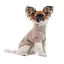 Светр Pet Fashion Sam для собак, L бежевий - мініатюра 3