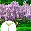 Глициния 3-х летняя японская "Иссаи" (Wisteria chinensis Issai) С2 высота саженца 60-100см (185367) 1 саженец Нидерланды - миниатюра 3