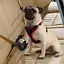 Нейлоновый ремень безопасности для животных весом до 45 кг Ferplast DOG TRAVEL BELT - миниатюра 2