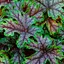Гейхера (Heuchera) "Tapestry" (48572) 1 саженец - миниатюра 1