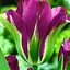 Тюльпан "Violet Bird" 3 шт (17040) - миниатюра 1