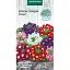 Насіння Вербена Насіння України Гібридна Ампельна (суміш) 0.1 г (778100) - мініатюра 1