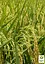 Оріза "Oryza sativa" (рис посівний) С1,5 (183989) 1 саджанець - мініатюра 2