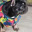 Жилет Pet Fashion Spring для собак, розмір XS, принт - мініатюра 4