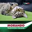 Сухой корм для кошек Morando Tradizioni с говядиной и свининой 400 г - миниатюра 5