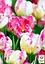 Тюльпан "Parrot Pinkvision" (174811) 2 шт - миниатюра 2