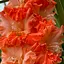 Гладіолус "Coral Crush" (189886) 3 шт Нідерланди - мініатюра 2