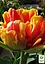 Тюльпан "Allegretto" 3 шт (17269) - миниатюра 3