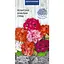 Семена Пеларгония зональная Насіння України смесь 5 шт. (762400) - миниатюра 1
