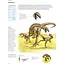 Encyclopedia of Dinosaurs - Меллинг Карл - миниатюра 3