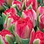 Тюльпан "Pamplona" (99946) 3 шт - мініатюра 1