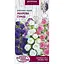 Насіння Дзвоники садові Насіння України Махрова суміш 0.2 г (752500) - мініатюра 1