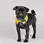 Комір Pet Fashion Bright для собак, розмір XS-XS2, жовтий - мініатюра 2