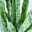 Штучна рослина Sansevieria 65 см (DW-11) - мініатюра 4