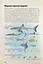 Морські тварини світу. Нотатки, малюнки та спостереження про тварин, що живуть в океані - миниатюра 9