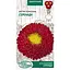 Насіння Айстра Насіння України Помпонна Серенада 0.25 г (771800) - мініатюра 1