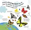 How Does a Butterfly Grow? - миниатюра 3