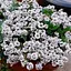 Гіпсофіла cerastioides "Plena White" (квітучий ґрунтопокривник) (188188) 1 саженец - мініатюра 1