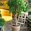 LMTD Фикус Agro-Market Бенджамина Twister переплетенный ствол (высота 35-45см) (186540) 1 саженец в упаковке (комнатный) Нидерланды - миниатюра 1