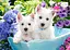 Пазл Кастор Цуценята 200 елементів B-222032 - мініатюра 1