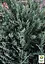 Можжевельник виргинский "Блю Клауд" (Blue Cloud) горшок P9 (39016) 1 саженец - миниатюра 4