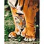 Картина по номерам на підрамнику Brushme Тигреня в могутніх лапах - мініатюра 1
