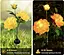 Светильники садовые на солнечной батарее Garden Peony Light 2 шт - миниатюра 4