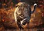 Пазл Photo Odyssey: Дикий Леопард - 1000 елементів Trefl 10818 - мініатюра 2